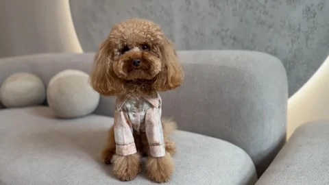 Toy poodle sitting on modern sofa through calm domestic sequence Stock Footage 338055135