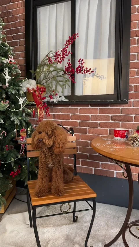 Toy poodle sitting at a table in a cafe in a Christmas setting Stock Footage 294346144