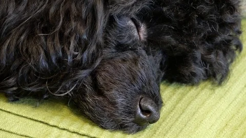 Toy poodle sleeping close-up. Stock Footage 106374333