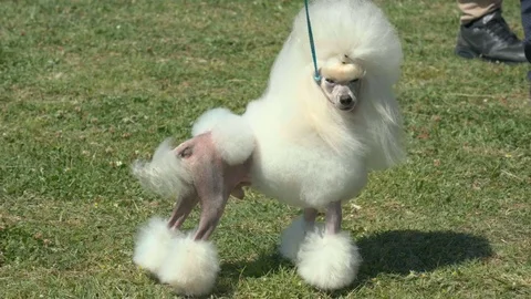 Toy Poodle in stand on a grass background Stock Footage 74943893