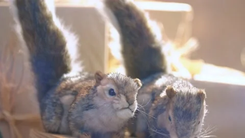 Toy squirrels waving their tail Stock Footage 147481907