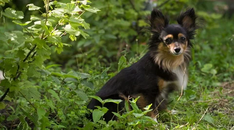 Toy Terrier in the bushes Video stock 40448246