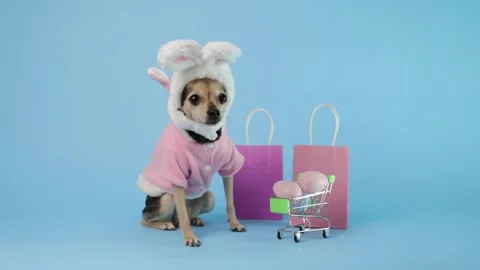 Toy terrier dressed as a rabbit with ears, sitting beside a shopping cart f.. Stock Footage 329436129