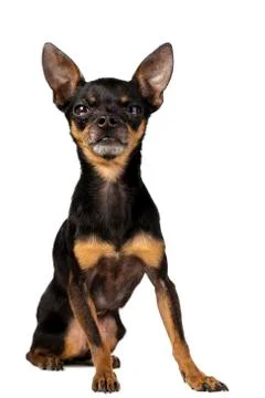 Toy terrier mini 库存照片