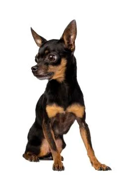 Toy terrier mini Stock Photos
