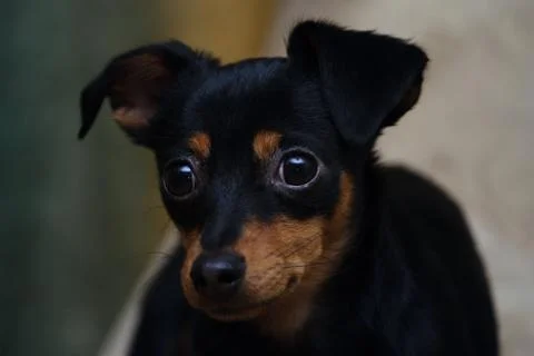 Toy-terrier Foto stock