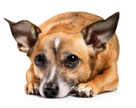 Toy terrier Stock Photos