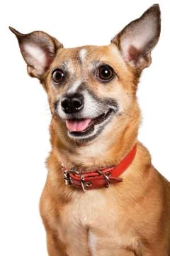 Toy terrier Stock-Fotos