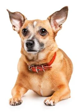 Toy terrier Stock Photos