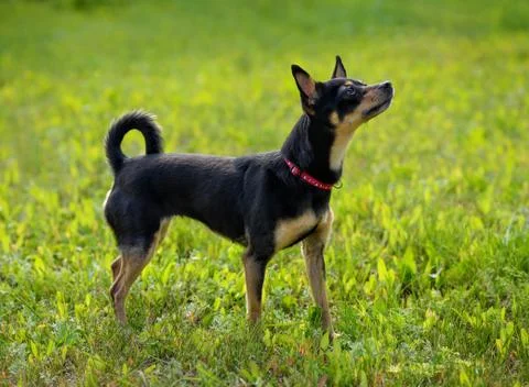 Toy Terrier Stock Photos
