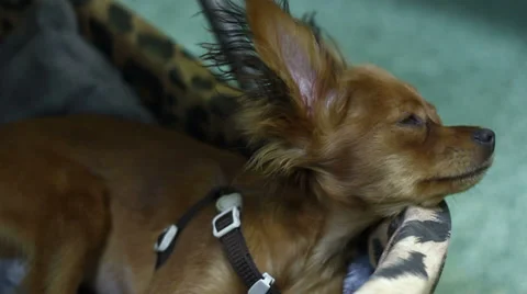 Toy Terrier Resting 2 Stock Footage 39862569