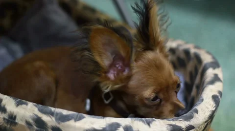 Toy Terrier Resting Stock Footage 39862603