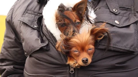 Toy-terriers Stock Footage 888233