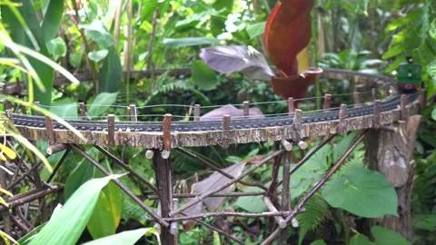 Toy Train Engine in Jungle 動画素材 136964806