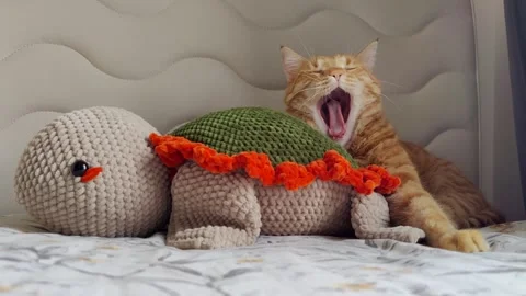 Toy Turtle and Cute Tabby Cat Stock Footage 332566281