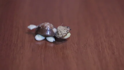 Toy turtle in a hat made from sea shells on a dark background Stock Footage 71889846