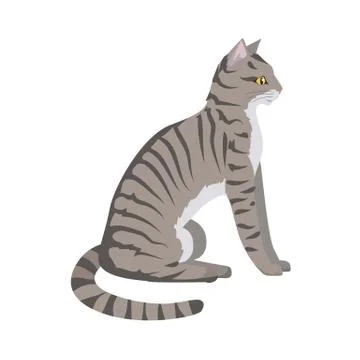 Toyger Cat Vector Flat Design Illustration 스톡 일러스트