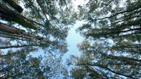 Tra Su Forest, Chau Doc, Vietnam Vídeo Stock 104722771