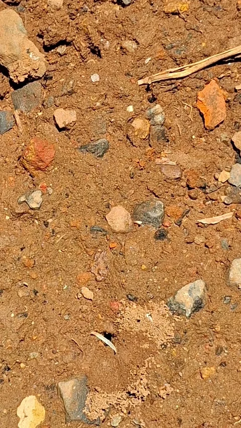 Trabalho em equipe explicado pelas formigas 🐜 Vídeos de archivo 324746525