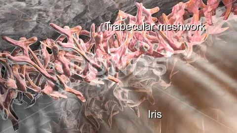 Trabecular meshwork is the area of tissue found around the base of the cornea Stock Illustration