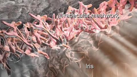 Trabecular meshwork is the area of tissue found around the base of the cornea Stock Illustration