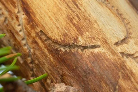 Trace after beetle larvae damage on coniferous wood Stock Photos