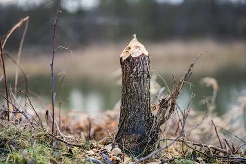 Trace of beaver work by tree trunk by river Stock Photos