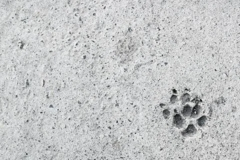 Trace of a dog on concrete Stock Photos
