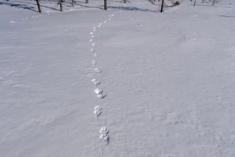 Trace of a Lynx in the snow. Stock Photos