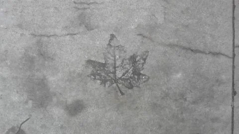 The trace of the maple leaf on the concrete surface Stock Photos
