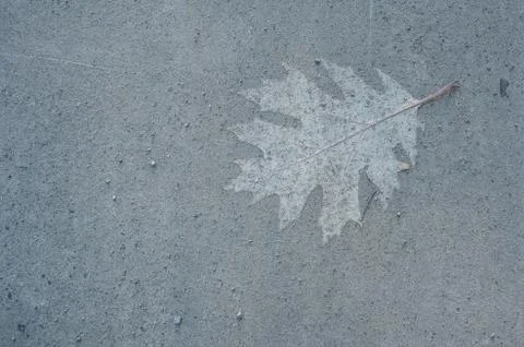 Trace of an oak leaf on the ground Foto stock