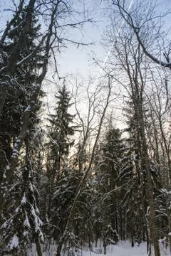Trace of the plane over the forest. Photos