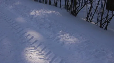 Trace on snow in forest Stock Footage 49081953