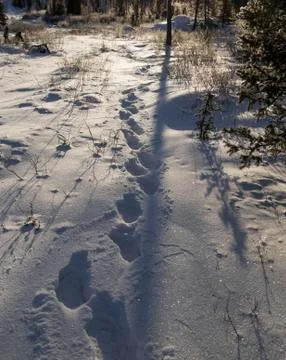 Trace in tundra Stock Photos