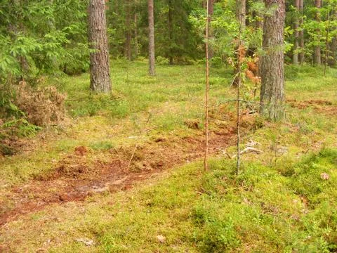 Trace of wild boar digs the soil with moss in the pine forest for acorns Stock Photos