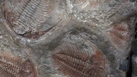 Traces of ancient animals on stones Stock Footage 287927146