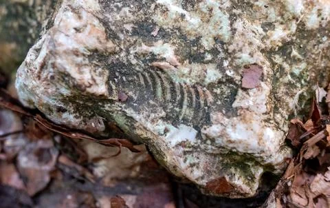 Traces of ancient shells (ammonites) on a stone in the Caucasus mountains Stock Photos