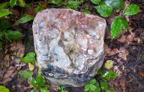 Traces of ancient shells (ammonites) on a stone in the Caucasus mountains Stock Photos