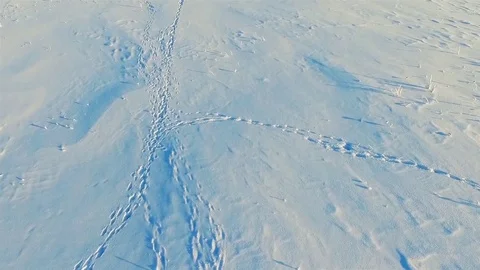 Traces of animals and forest Stock Footage 71790237