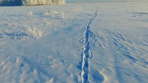 Traces of animals Stock Footage 71816884