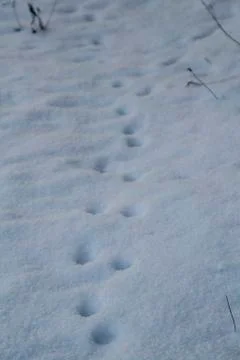 Traces of animals Stock Photos
