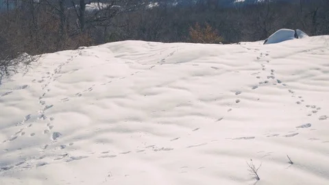 Traces of animals in the snow Video stock 85133664