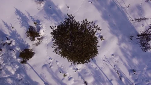 Traces of animals in the snow Stock Footage 88444368