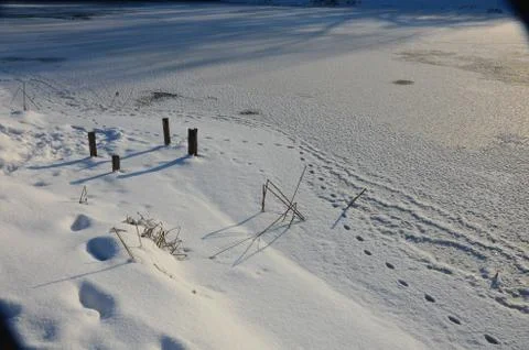 Traces of animals in snow. Stock Photos