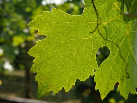 Traces of attumn Stock Photos