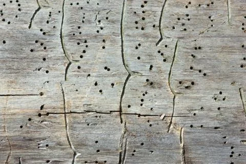 Traces of Bark Beetles On An Old Tree Trunk Stock Photos