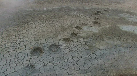 Traces of a bear Video stock 856131