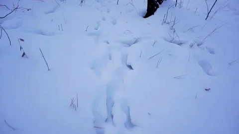 Traces of the beast in the forest 스톡 동영상 103084893