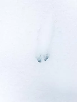 Traces of the beast in the snow Stock Photos