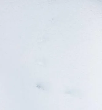 Traces of the beast in the snow Stock Photos